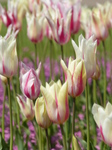 FZ005179 White and pink tulips in Dyffryn Gardens.jpg